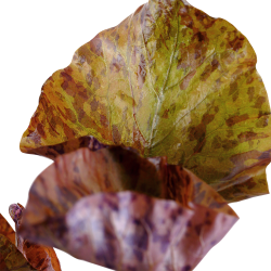 Nymphaea lotus - potte