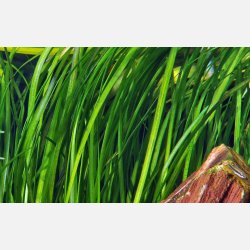 Vallisneria spiralis 'Tiger' - potte