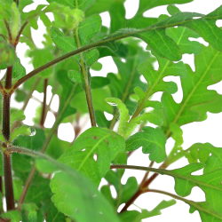 Hygrophila pinnatifida - potte