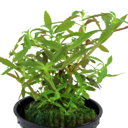 Limnophila hippuridoides - potte