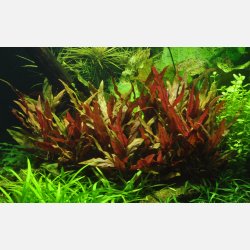 Alternanthera reineckii 'Pink' - XL potte