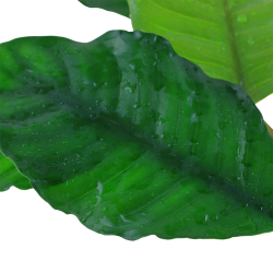 Anubias barteri var. 'Coffeifolia' - potte