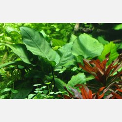 Anubias barteri var. caladiifolia - XL potte