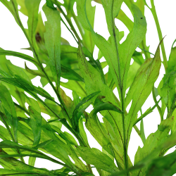 Bolbitis heudelotii - clips