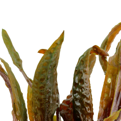 Cryptocoryne usteriana - potte