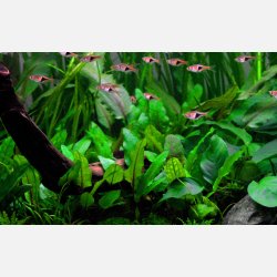 Cryptocoryne wendtii 'Green' - potte
