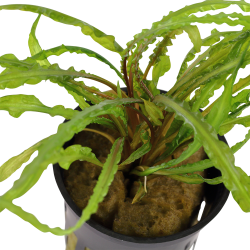 Cryptocoryne crispatula - potte