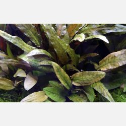 Cryptocoryne wendtii 'Tropica' - potte