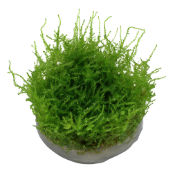 Vesicularia montagnei 'Christmas Moss' - 1-2-grow