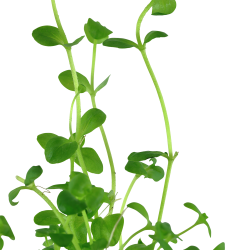 Bacopa australis - potte