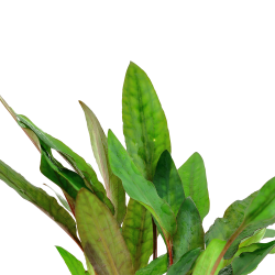 Cryptocoryne beckettii 'Petchii' - potte