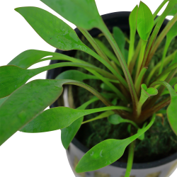 Cryptocoryne x willisii - potte