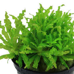 Pogostemon helferi - potte