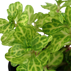 Shinnersia rivularis 'Weiss-Grn' - potte