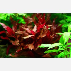 Alternanthera reineckii 'Rosanervig' - potte
