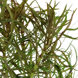 Pogostemon stellatus - potte