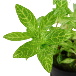 Hygrophila polysperma 'Rosanervig' - potte