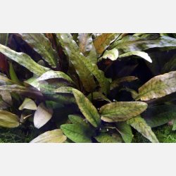 Cryptocoryne wendtii 'Tropica' - XL potte