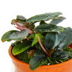 Bucephalandra sordidula 'Blue' - potte