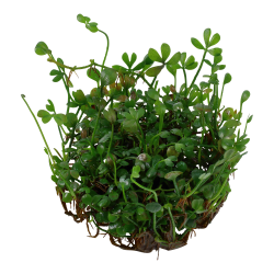 Marsilea minuta - 1-2-grow