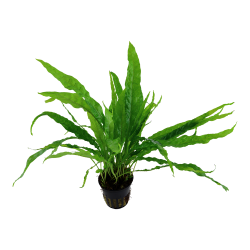 Microsorum pteropus - potte