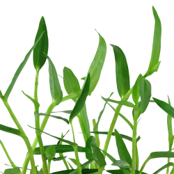 Murdannia keisak - potte