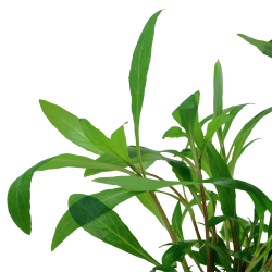 Hygrophila corymbosa 'Siamensis 53B' - potte