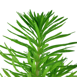 Pogostemon deccanensis - potte
