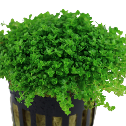 Micranthemum callitrichoides Cuba - potte