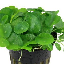 Hydrocotyle verticillata - potte