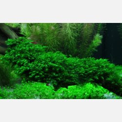 Fissidens fontanus - portion