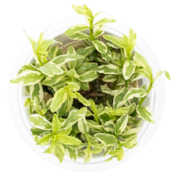 Hygrophila polysperma 'White' - 1-2-grow
