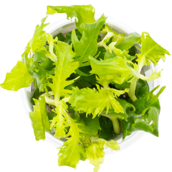 Hygrophila difformis - 1-2-grow