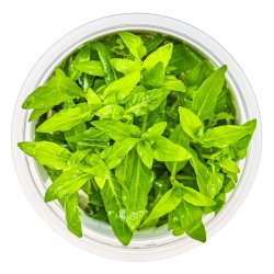 Staurogyne repens - 1-2-grow