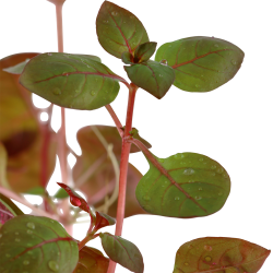 Ludwigia palustris 'Super Red' - potte