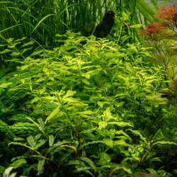 Ludwigia palustris 'Green' - potte