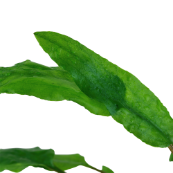 Cryptocoryne wendtii 'Green' - potte