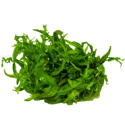 Hygrophila odora - 1-2-grow