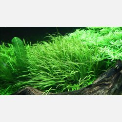 Blyxa japonica - 1-2-grow