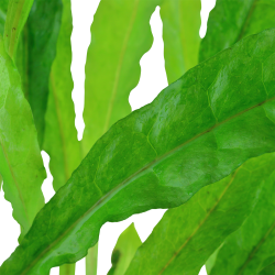 Microsorum pteropus - XL potte