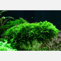 Vesicularia montagnei 'Christmas Moss' - 1-2-grow
