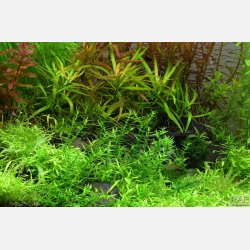 Gratiola viscidula - 1-2-grow