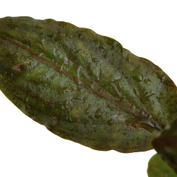 Lagenandra meeboldii 'Red' - potte