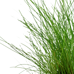 Eleocharis parvula - potte