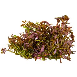 Rotala rotundifolia 'Blood Red' - 1-2-grow