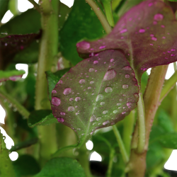 Lobelia cardinalis - potte