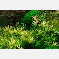 Rotala rotundifolia 'H'ra' - 1-2-grow