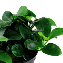 Anubias barteri 'Petite' - potte