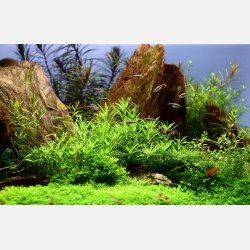 Pogostemon helferi - 1-2-grow
