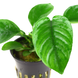 Anubias barteri var. caladiifolia - potte